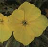 wf_eveningprimrose_dwarf.jpg